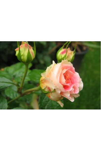 Троянда плетиста Cesar купити